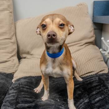 Rescue Chihuahua Dogs for Adoption in Pawling, New York - Chino | PetCurious