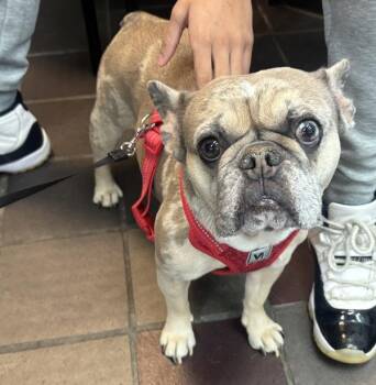 Mixed Breed Dogs Available for Adoption - Maya | PetCurious