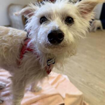 Playwright 14500 -  West Highland White Terrier Westie Dog for Adoption in San Francisco, California - Playwright 14500 | PetCurious