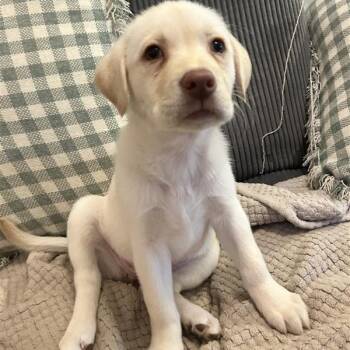 Labrador Retriever and Mixed Breed Dogs Available for Adoption - Lillian | PetCurious