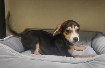 Vinny -  Dachshund Dog for Adoption in West Palm Beach, Florida - Vinny | PetCurious