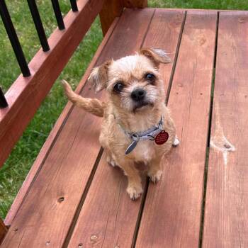 Mixed Breed Dogs Available for Adoption in Fredericksburg, Virginia - Bertie | PetCurious