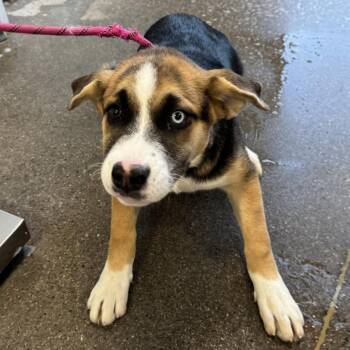 Veronica Jr -  Mixed Breed Dog for Adoption in Las Cruces, New Mexico - Veronica Jr | PetCurious