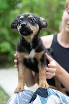 Dolly -  Border Terrier Dog for Adoption in Hollywood, Florida - Dolly | PetCurious