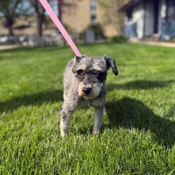 Schnauzer Dogs Available for Adoption in Northbrook, Illinois - Bryant | PetCurious
