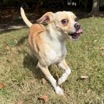 Rescue Chihuahua and Boston Terrier Dogs for Adoption in Latrobe, Pennsylvania - Trident | PetCurious