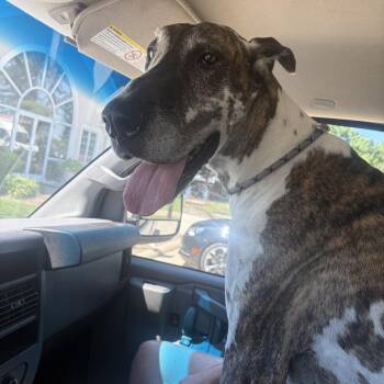 #29 -  Great Dane Dog for Adoption in Pekin, Illinois - #29 | PetCurious
