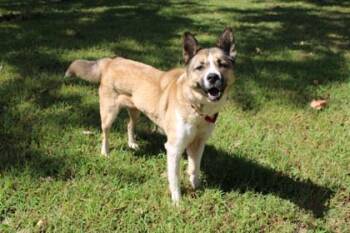 Mia -  Siberian Husky and Mixed Breed Dog for Adoption in Kansas City, Missouri - Mia | PetCurious