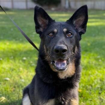 Bullet -  German Shepherd Dog Dog for Adoption in Naperville, Illinois - Bullet | PetCurious