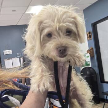 Maggie -  Shih Tzu Dog for Adoption in Newark, New Jersey - Maggie | PetCurious