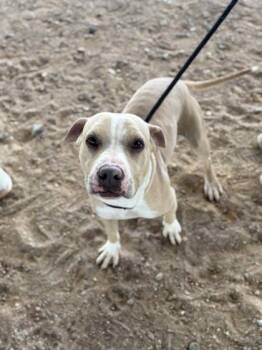 Molly -  Pit Bull Terrier and Mixed Breed Dog for Adoption in El Paso, Texas - Molly | PetCurious