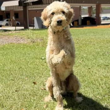Jace Bennett (Benefactor Dog) -  Standard Poodle and Golden Retriever Dog for Adoption in New Orleans, Louisiana - Jace Bennett (Benefactor Dog) | PetCurious