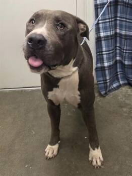 BO -  American Bulldog Dog for Adoption in Rosenberg, Texas - BO | PetCurious