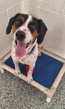 Lazuras -  Beagle Dog for Adoption in Stanton, Kentucky - Lazuras | PetCurious
