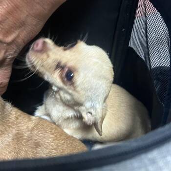 Chihuahua Dogs Available for Adoption in Philadelphia, Pennsylvania - Macho | PetCurious