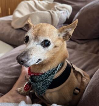 Rescue Chihuahua Dogs for Adoption in Los Angeles, California - Sweets | PetCurious