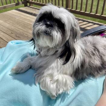 Shih Tzu and Mixed Breed Dogs Available for Adoption in Alma, Wisconsin - Mathilda | PetCurious
