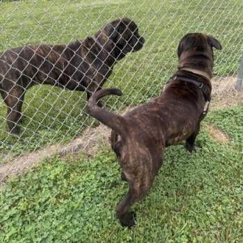 Hop -  American Staffordshire Terrier and Neapolitan Mastiff Dog for Adoption in Mooresville, Indiana - Hop | PetCurious