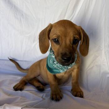 Yankee -  Mixed Breed Dog for Adoption in Canal Winchester, Ohio - Yankee | PetCurious