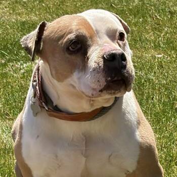 Pit Bull Terrier Dogs Available for Adoption in Burbank, California - Babs | PetCurious