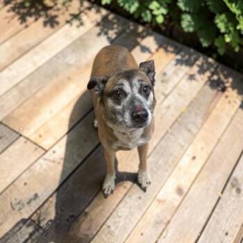 April -  Cattle Dog and Mixed Breed Dog for Adoption in Cumberland, Maryland - April | PetCurious