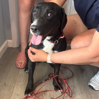 Olive -  Retriever and Mixed Breed Dog for Adoption in Muncie, Indiana - Olive | PetCurious