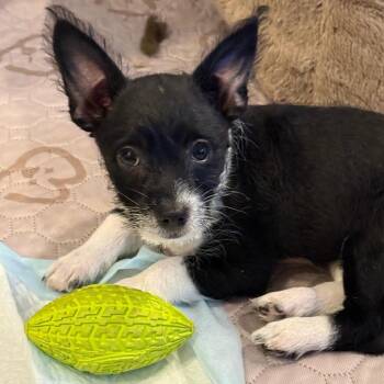 Boots -  Poodle and Terrier Dog for Adoption in San Diego, California - Boots | PetCurious