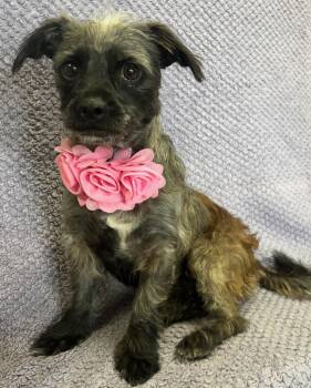 Rescue Terrier and Chihuahua Dogs for Adoption in Lodi, California - Roxy | PetCurious