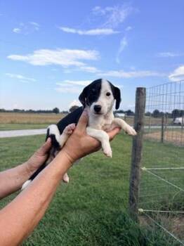 Aggie -  Australian Shepherd and Dachshund Dog for Adoption in Morton Grove, Illinois - Aggie | PetCurious