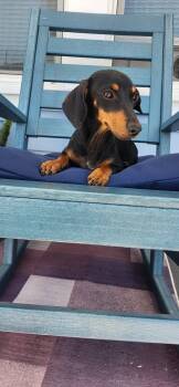 Penny -  Dachshund Dog for Adoption in Torrance, California - Penny | PetCurious