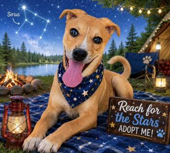 Sirius -  Mixed Breed Dog for Adoption in Rock Hill, New York - Sirius | PetCurious