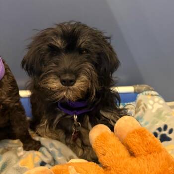 Kona -  Schnauzer and Mixed Breed Dog for Adoption in Great Falls, Montana - Kona | PetCurious