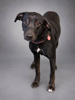 Teyla -  Labrador Retriever and Mixed Breed Dog for Adoption in Bowling Green, Kentucky - Teyla | PetCurious