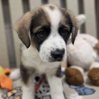Labrador Retriever and Anatolian Shepherd Dogs Available for Adoption - Cloud | PetCurious
