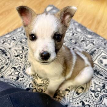 Shepherd and Mixed Breed Dogs Available for Adoption - Chai Tea Girls_Cardamom (Cardi) | PetCurious