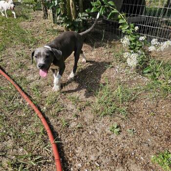 Rescue Boxer and Mixed Breed Dogs for Adoption in Orangeburg, South Carolina - Anchor | PetCurious