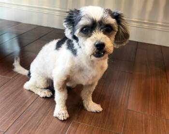 STRAY NOT AVAILABLE -  Havanese Dog for Adoption in Fort Lauderdale, Florida - STRAY NOT AVAILABLE | PetCurious