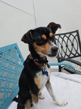 Rat Terrier and Miniature Pinscher Dogs Available for Adoption in Los Angeles, California - Dobby | PetCurious
