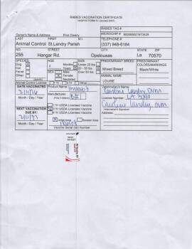 Staffordshire Bull Terrier Dogs Available for Adoption - Louise | PetCurious