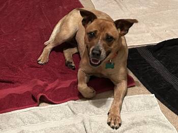 Terrier Dogs Available for Adoption in Aurora, Illinois - Dori | PetCurious