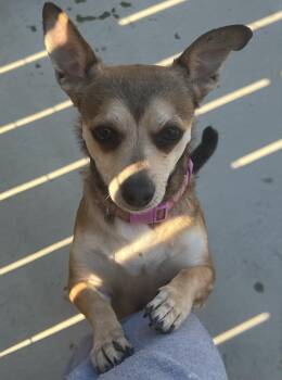 Rescue Chihuahua Dogs for Adoption in Holmdel, New Jersey - Courtesy Posting For 3 Dogs Confiscated From A Hoarding Situatio | PetCurious