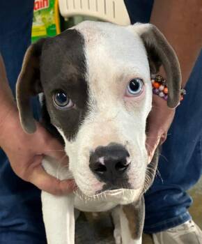 Hopper -  Pit Bull Terrier Dog for Adoption in Beebe, Arkansas - Hopper | PetCurious