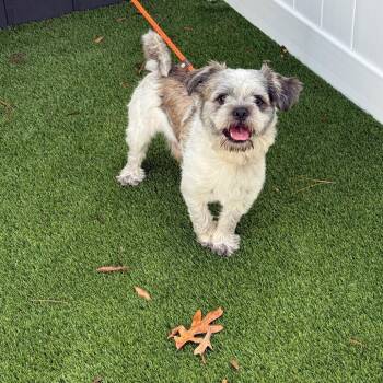 Chewy 22849 -  Shih Tzu and Mixed Breed Dog for Adoption in Cumming, Georgia - Chewy 22849 | PetCurious