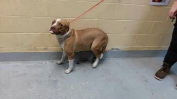 TOAST -  Pit Bull Terrier Dog for Adoption in Tulsa, Oklahoma - TOAST | PetCurious