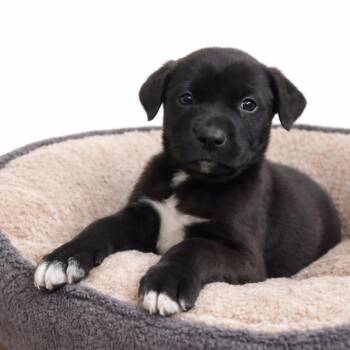 Mixed Breed Dogs Available for Adoption - BERTIE | PetCurious