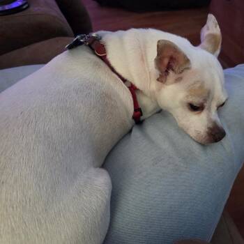 Stormi -  Chihuahua Dog for Adoption in Magnolia, Texas - Stormi | PetCurious