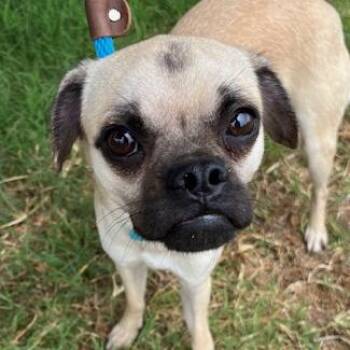 Rescue Pug and Chihuahua Dogs for Adoption in Los Angeles, California - Gherkin | PetCurious
