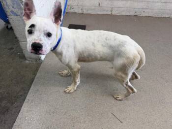 LENNY -  Pit Bull Terrier Dog for Adoption in San Bernardino, California - LENNY | PetCurious