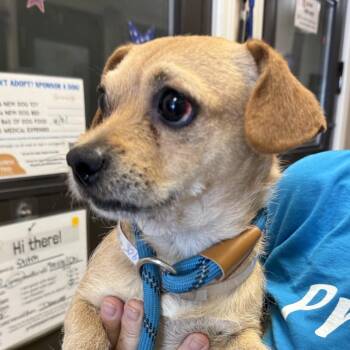 Mushu - Chino Hills Location -  Terrier and Chihuahua Dog for Adoption in Chino Hills, California - Mushu - Chino Hills Location | PetCurious