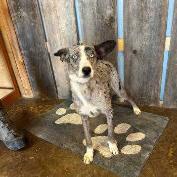 Catahoula Leopard Dog Dogs Available for Adoption in New Berlin, Wisconsin - LASSIE   $425 | PetCurious